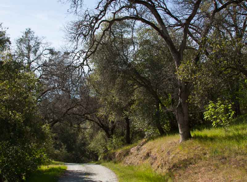 Photo of road passing under oak trees in Calaveras County