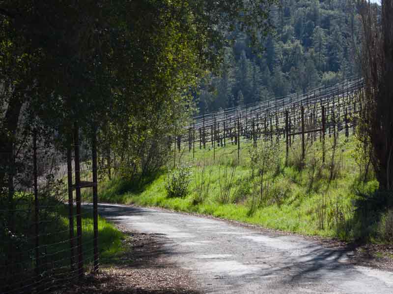 Photo of road passing through vineyards on San Domingo Road in Calaveras County